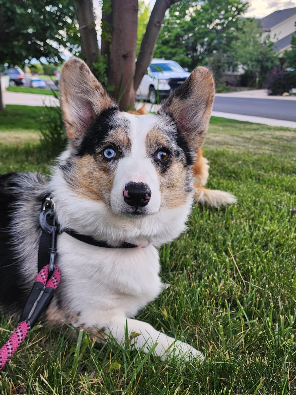 Polly, a Adoptable mixed breed in Denver, CO image 2/3