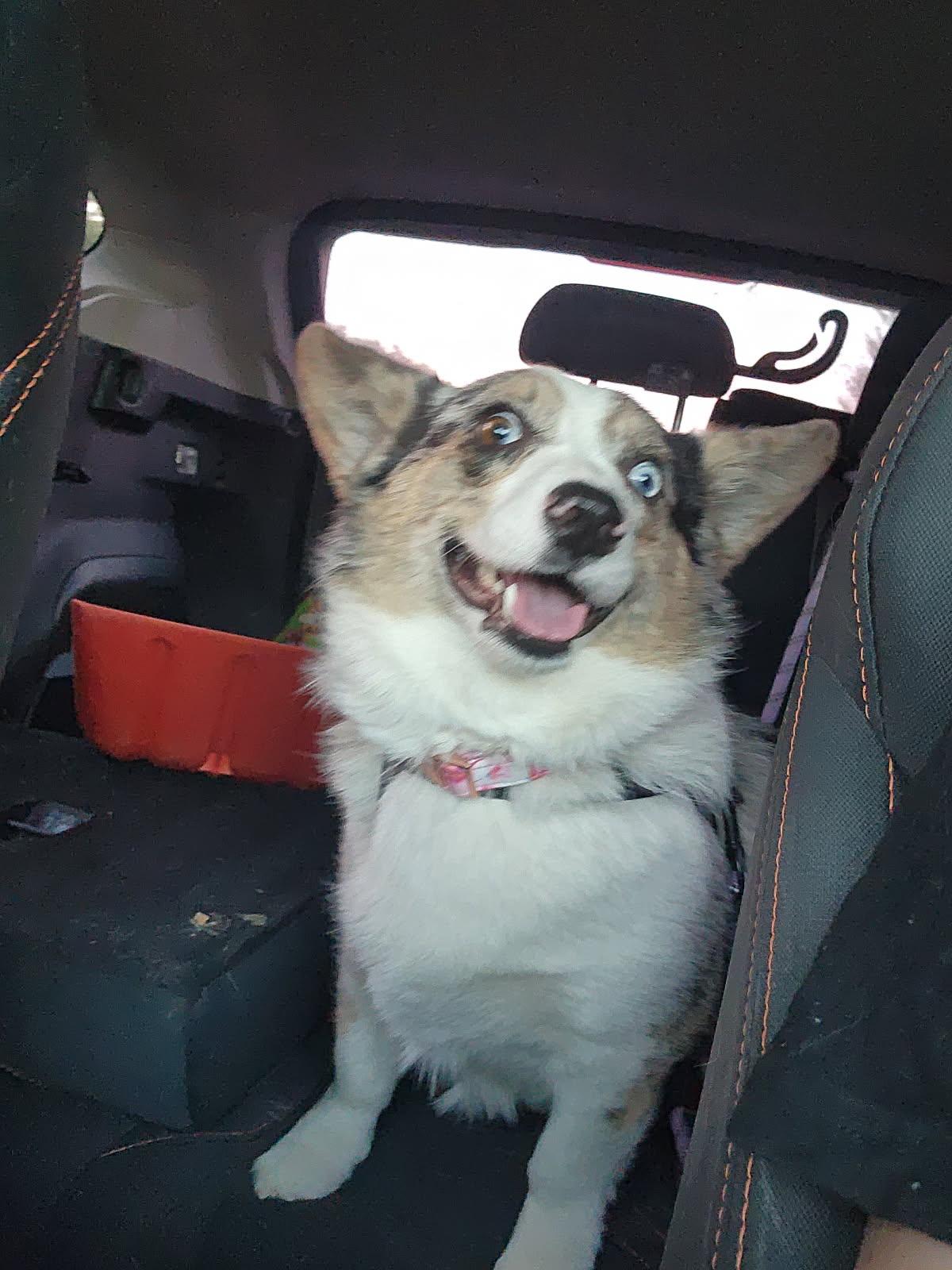 Polly, a Adoptable mixed breed in Denver, CO image 3/3