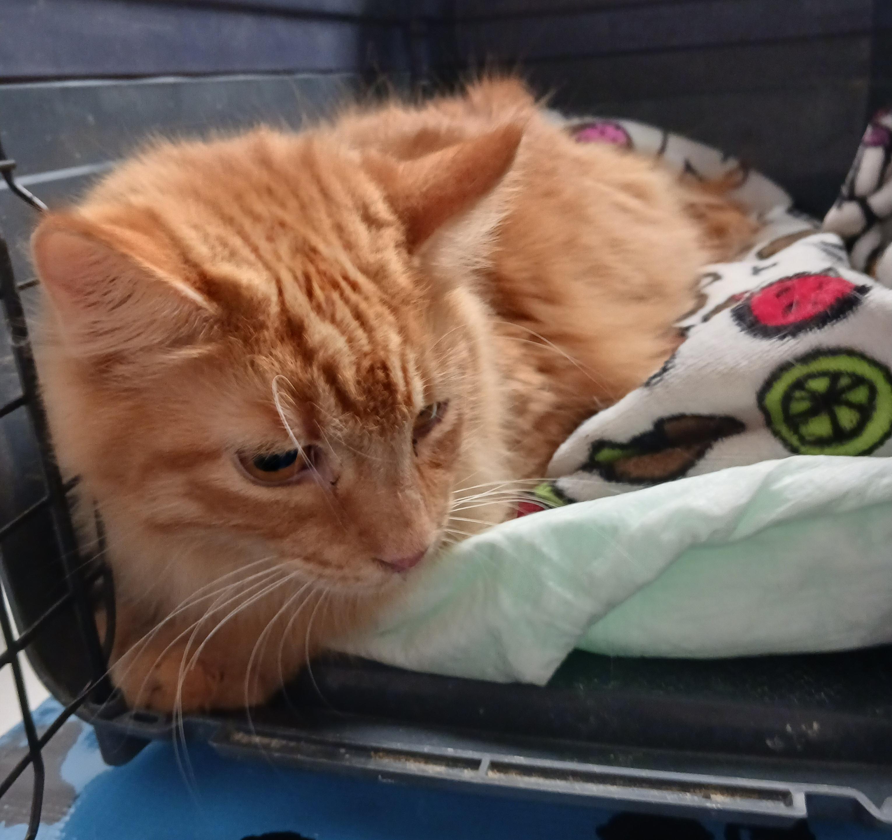 Garfield, an adopted Domestic Long Hair in Dyer, IN image 2/2