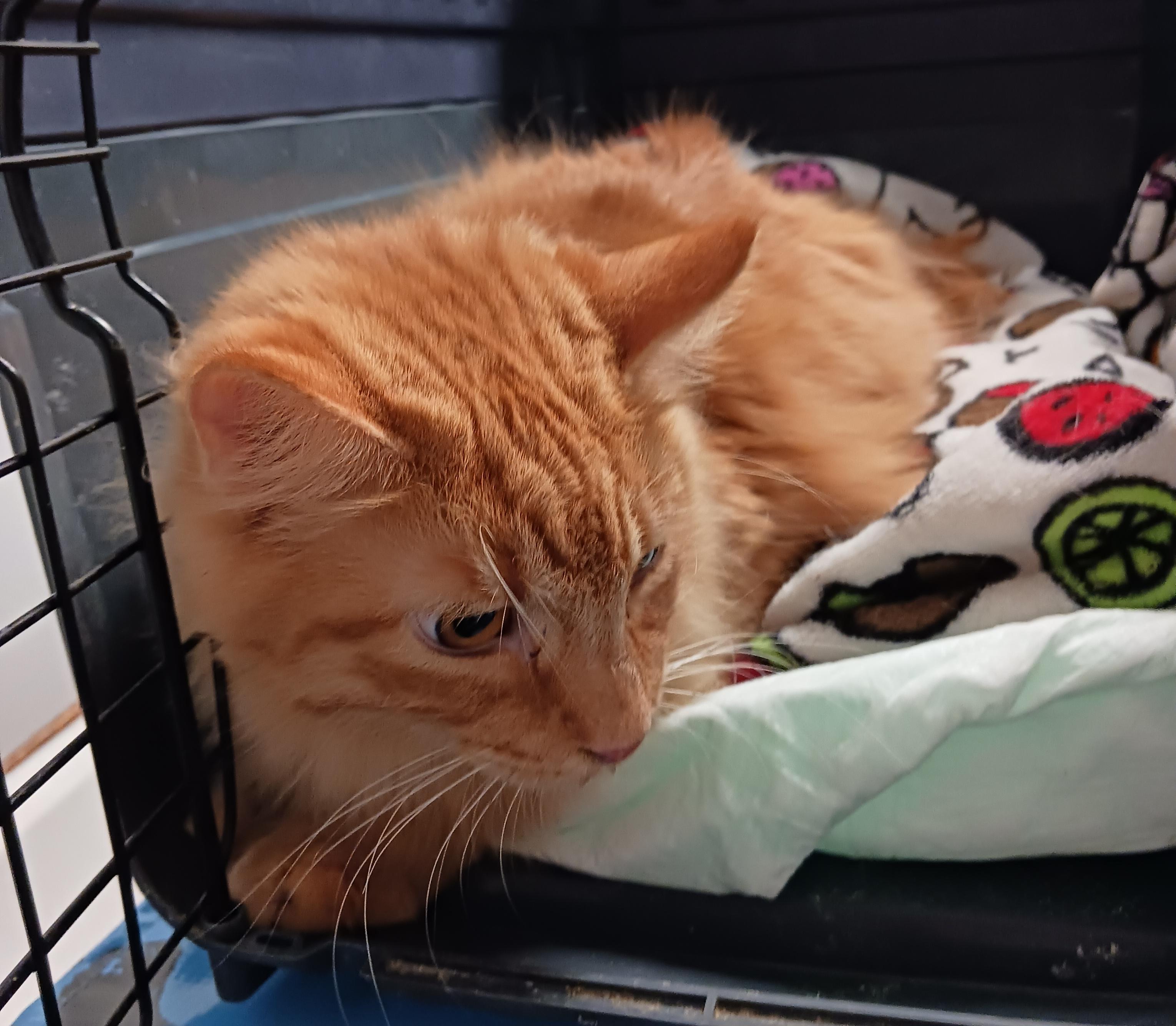 Garfield, an adopted Domestic Long Hair in Dyer, IN image 1/2