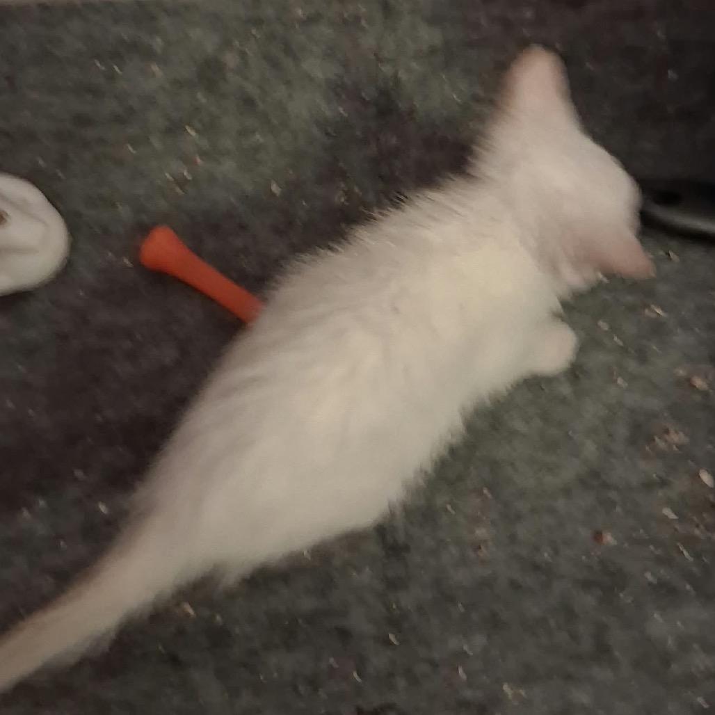 Flame, Adoptable, Kitten Female Siamese.