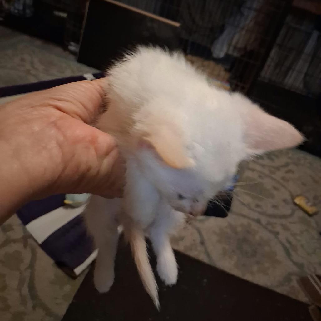 Enlarge Flame, a Adoptable Siamese in mount vernon, AR image 2/3
