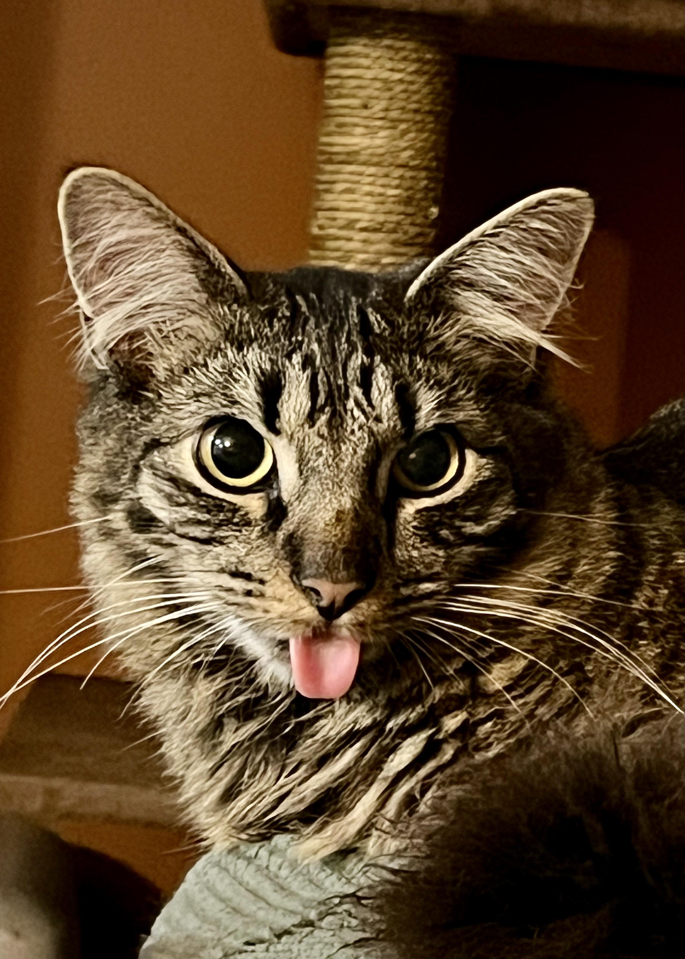 Enlarge Buster, a ADOPTABLE Tabby in EAST PALATKA, FL image 1/2