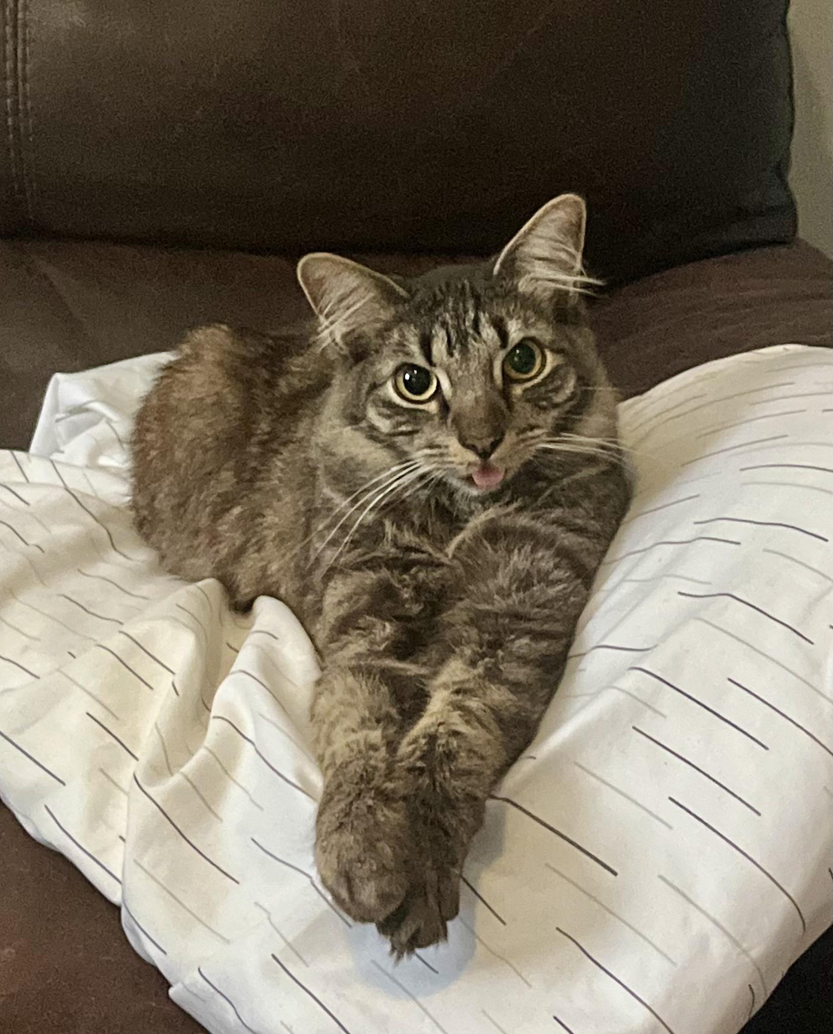 Enlarge Buster, a ADOPTABLE Tabby in EAST PALATKA, FL image 2/2