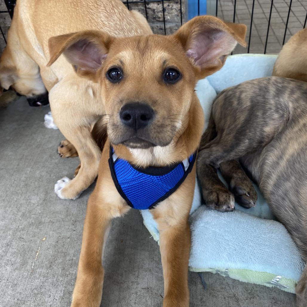 Oxford, Adoptable, Puppy Male Rhodesian Ridgeback & Terrier.