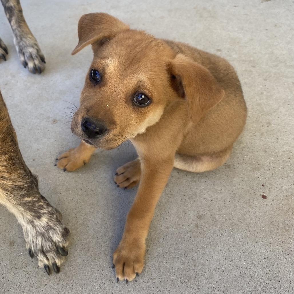 Oxford, a Adoptable mixed breed in Escondido, CA image 2/5