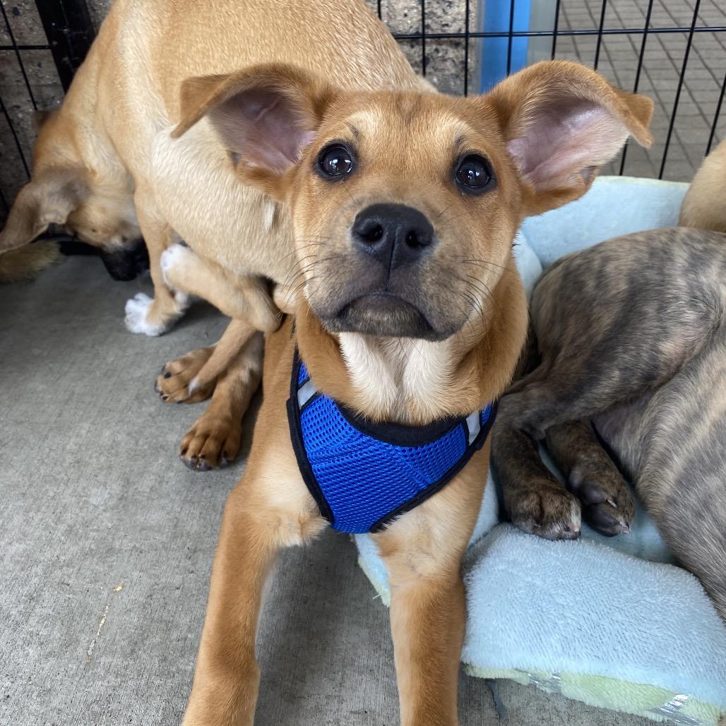 Oxford, a Adoptable mixed breed in Escondido, CA image 3/5