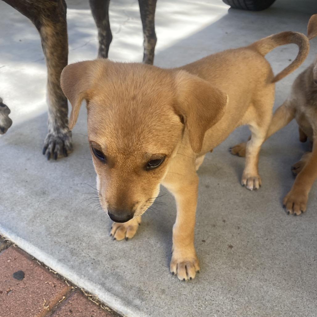 Oxford, a Adoptable mixed breed in Escondido, CA image 4/5