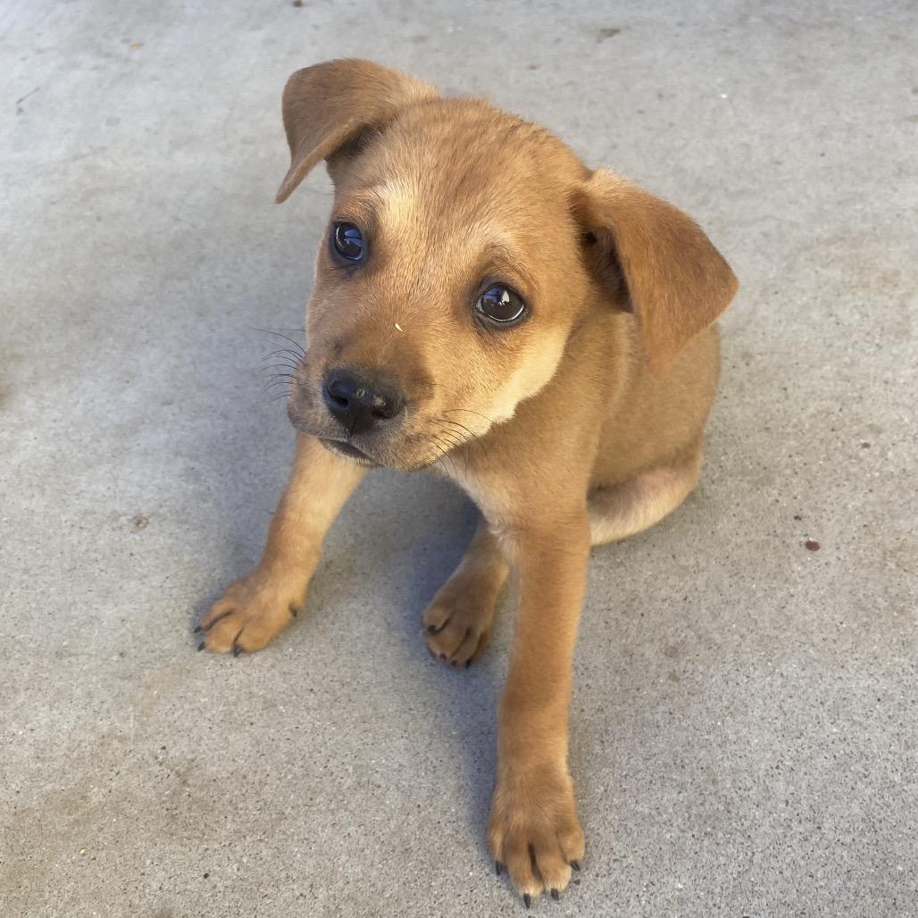 Oxford, a Adoptable mixed breed in Escondido, CA image 5/5