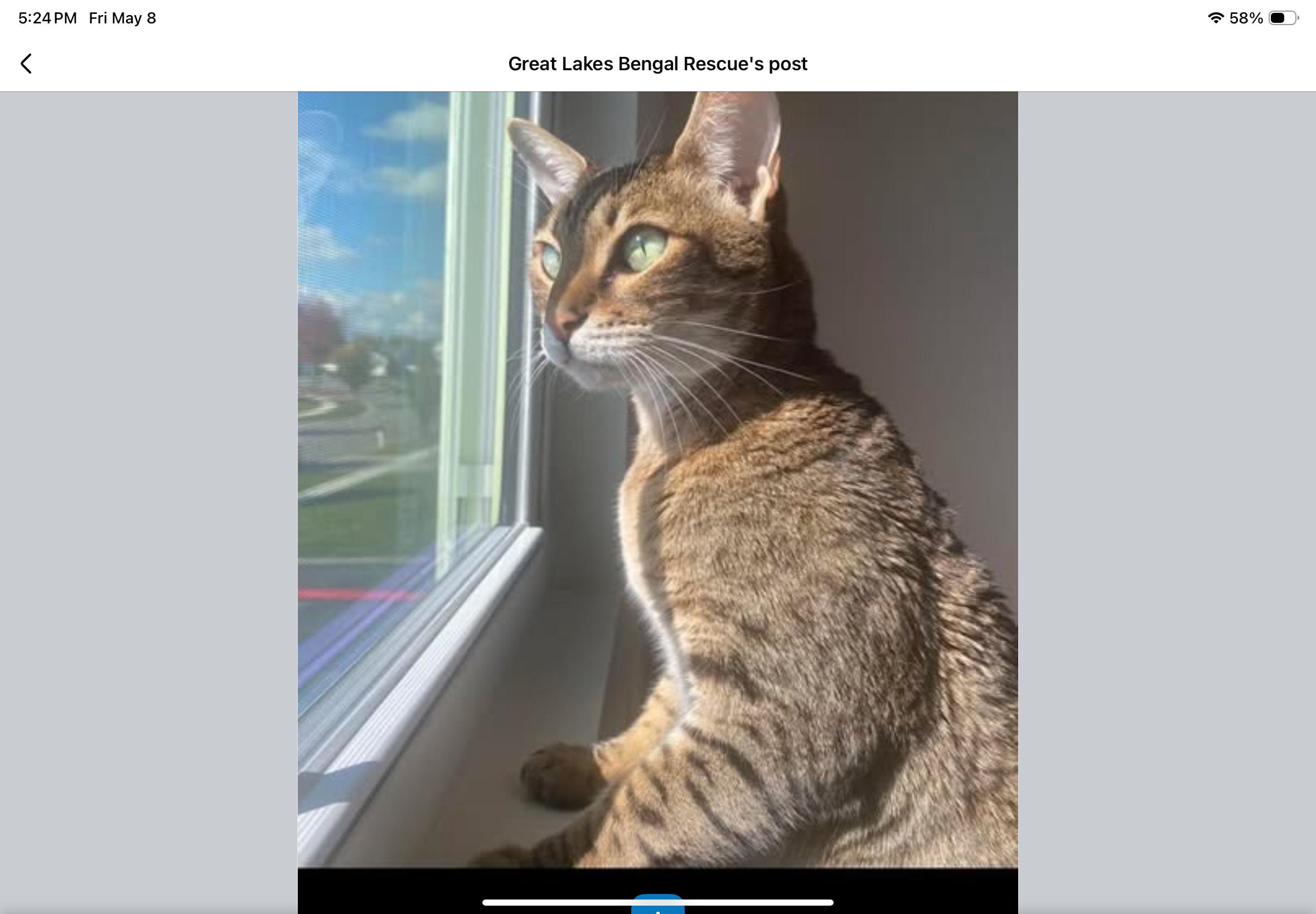 Betsy - IL, ADOPTABLE, Adult Female Bengal.