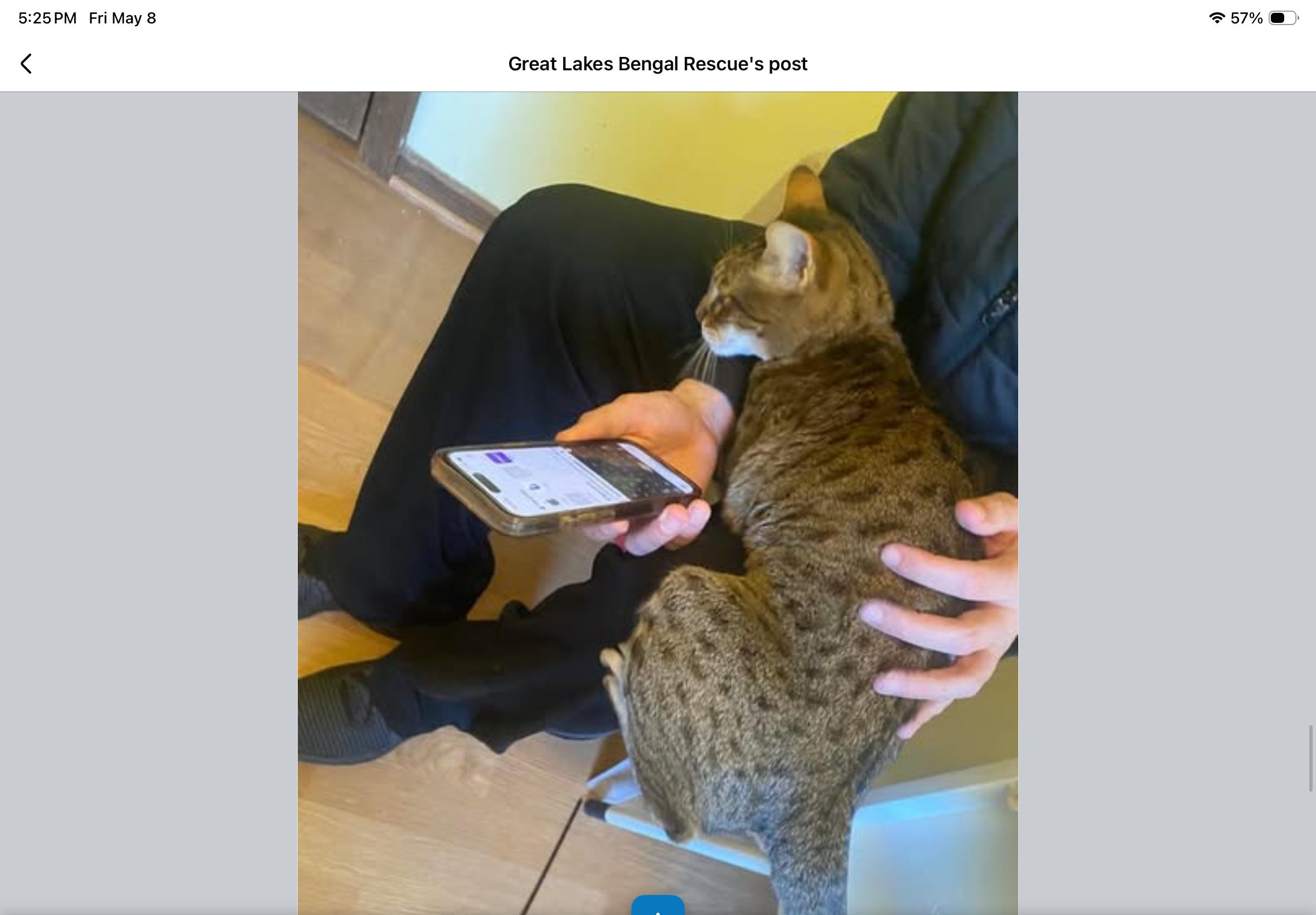Betsy - IL, a ADOPTABLE Bengal in Chicago, IL image 2/5
