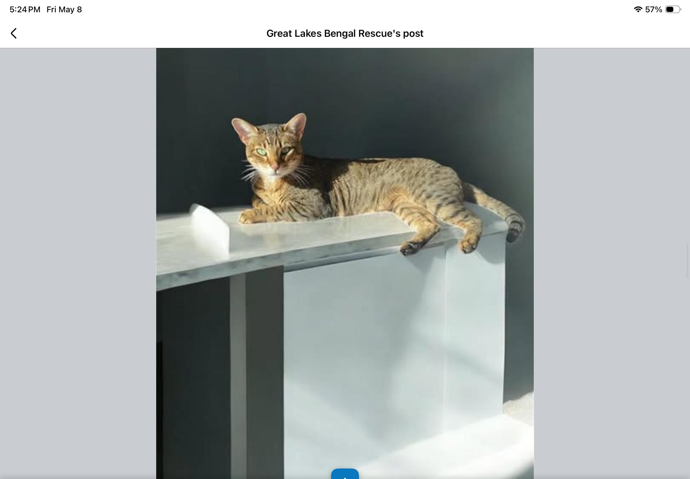 Betsy - IL, a ADOPTABLE Bengal in Chicago, IL image 4/5