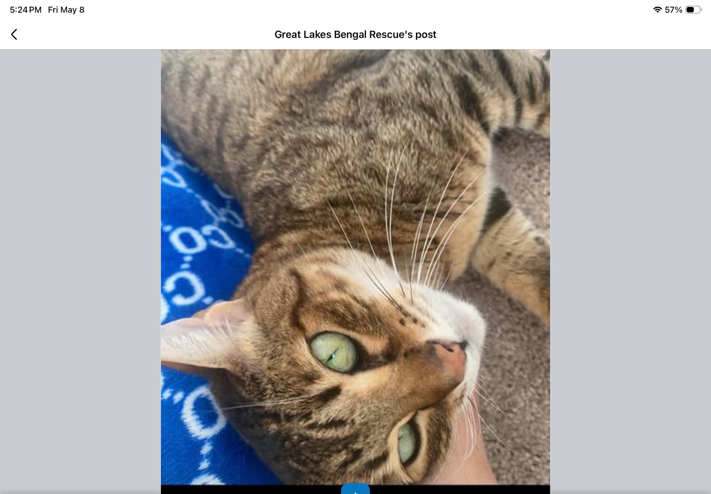 Betsy - IL, a ADOPTABLE Bengal in Chicago, IL image 5/5