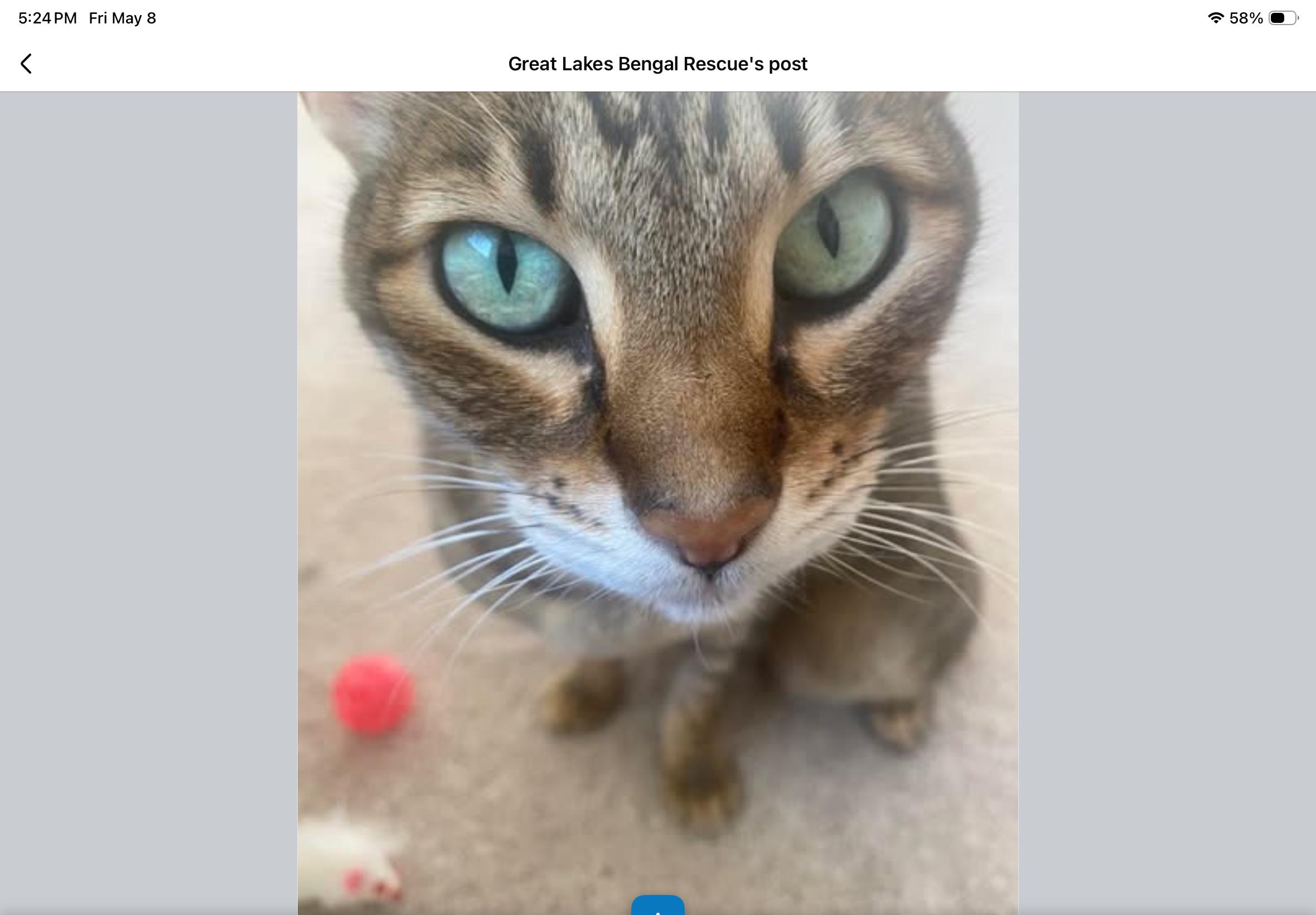 Betsy - IL, a ADOPTABLE Bengal in Chicago, IL image 3/5