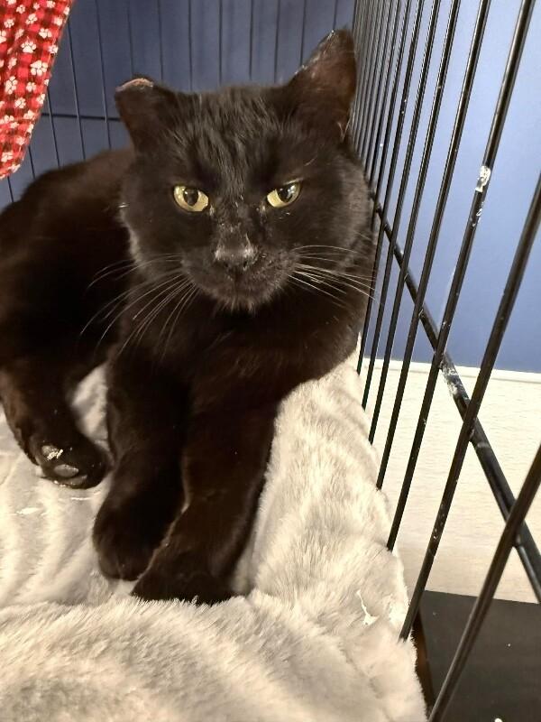 Astley, Adoptable, Adult Male Domestic Short Hair.