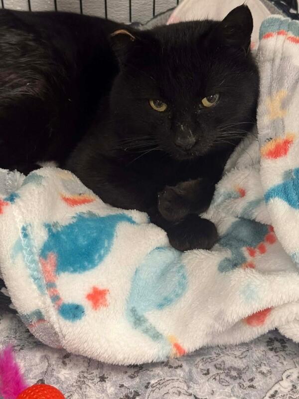 Astley, a Adoptable Domestic Short Hair in Belton, MO image 2/6