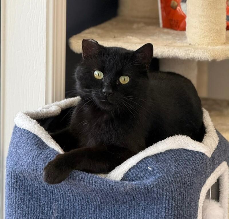 Astley, a Adoptable Domestic Short Hair in Belton, MO image 3/6