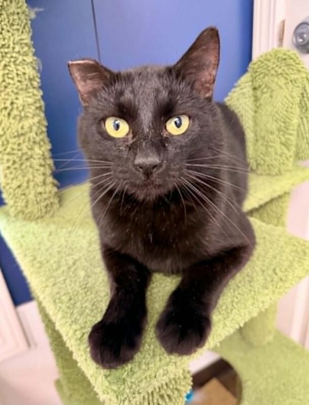 Astley, a Adoptable Domestic Short Hair in Belton, MO image 3/6
