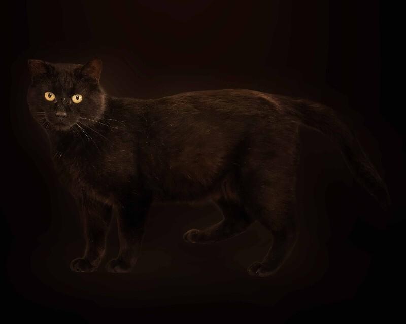 Astley, a Adoptable Domestic Short Hair in Belton, MO image 4/6