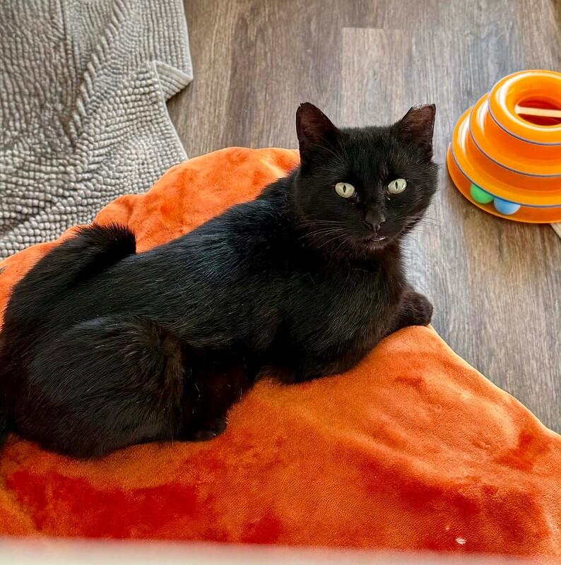 Astley, a Adoptable Domestic Short Hair in Belton, MO image 5/6