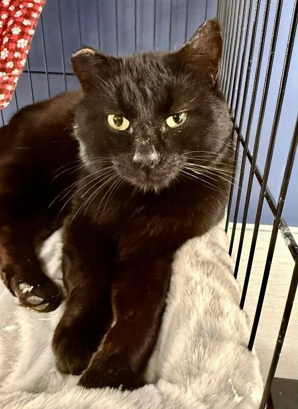 Astley, a Adoptable Domestic Short Hair in Belton, MO image 6/6