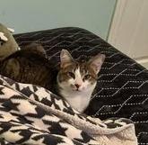 Taka, Adoptable, Young Male Domestic Short Hair.