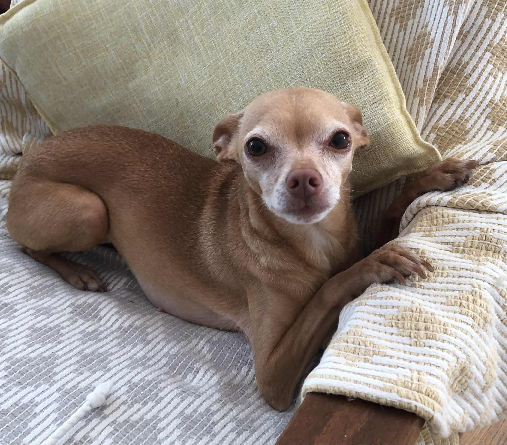 Darbie (In Foster), an adoptable Chihuahua in Vaudreuil-Dorion, QC, J7V 8P2 | Photo Image 3