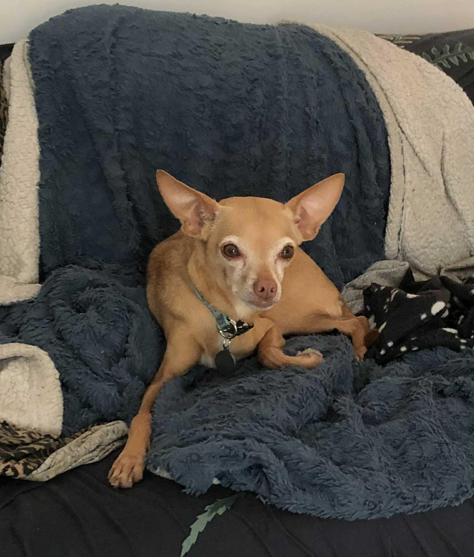 Darbie (In Foster), an adoptable Chihuahua in Vaudreuil-Dorion, QC, J7V 8P2 | Photo Image 5