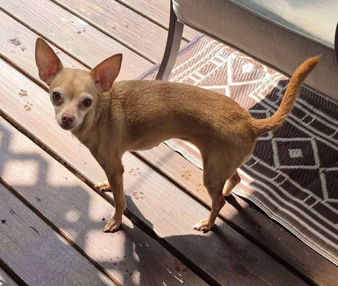 Darbie (In Foster), an adoptable Chihuahua in Vaudreuil-Dorion, QC, J7V 8P2 | Photo Image 2