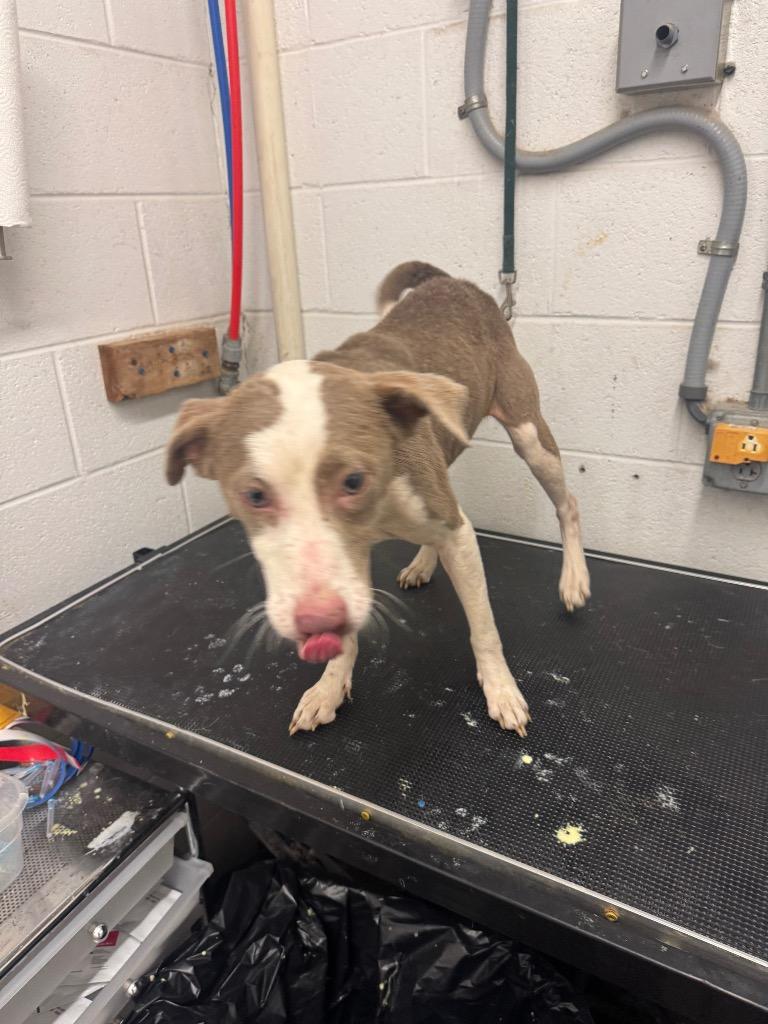 Gnasher-Adoptable Awaiting S/N, Adoptable, Young Female Mixed Breed.