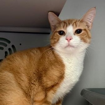 Caden, adopted, Young Male Domestic Short Hair.