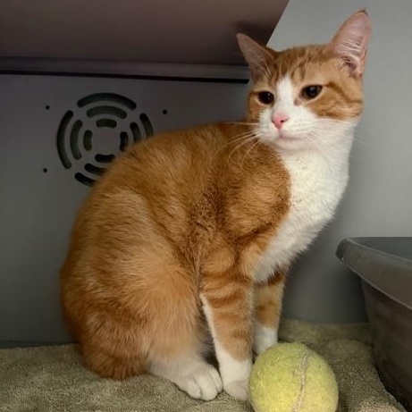 Enlarge Caden, an adopted Domestic Short Hair in Honesdale, PA image 2/3