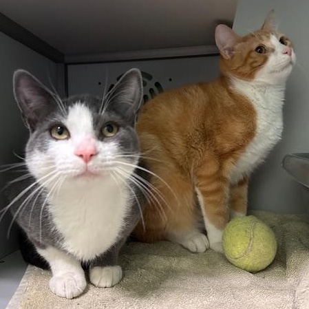 Enlarge Caden, an adopted Domestic Short Hair in Honesdale, PA image 3/3