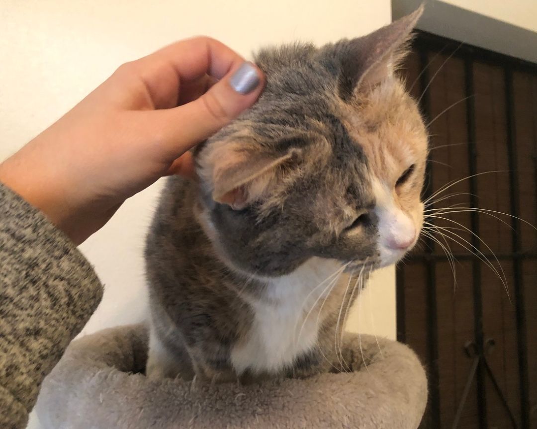 Enlarge Luna, a Adoptable Domestic Short Hair in Midway City, CA image 1/10