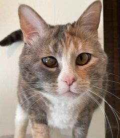 Enlarge Luna, a Adoptable Domestic Short Hair in Midway City, CA image 2/10