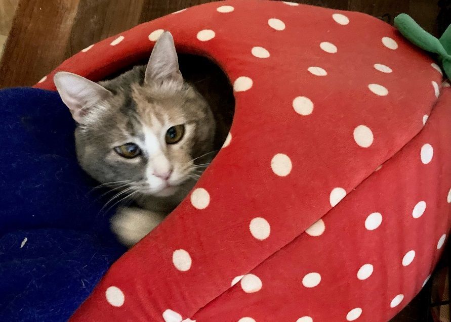 Enlarge Luna, a Adoptable Domestic Short Hair in Midway City, CA image 3/10