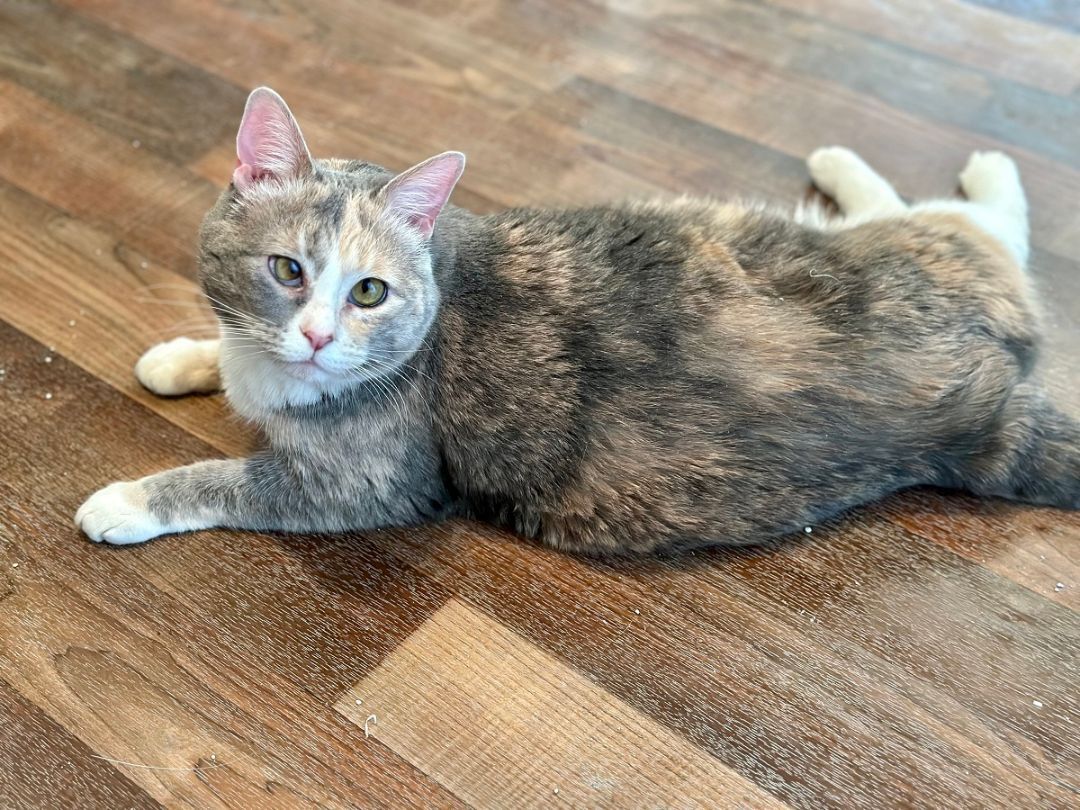 Enlarge Luna, a Adoptable Domestic Short Hair in Midway City, CA image 4/10