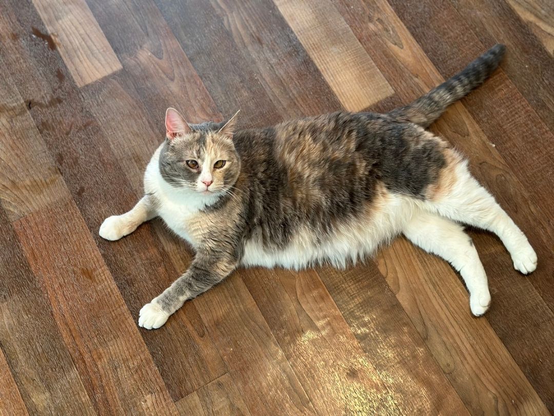 Enlarge Luna, a Adoptable Domestic Short Hair in Midway City, CA image 5/10