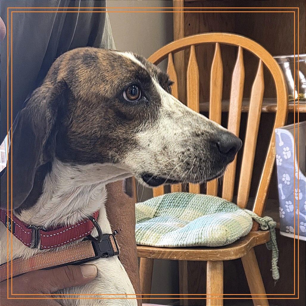 Lany, a Adoptable Hound in Pagosa Springs, CO image 1/4