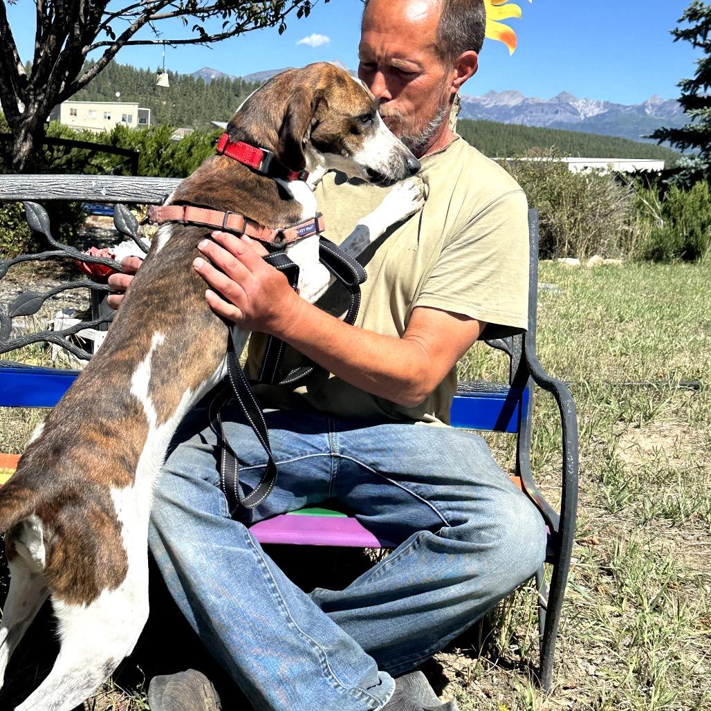 Lany, a Adoptable Hound in Pagosa Springs, CO image 3/4