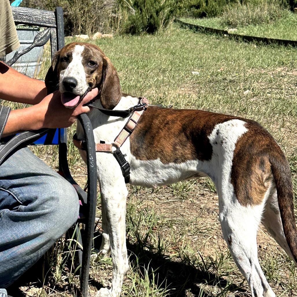 Lany, a Adoptable Hound in Pagosa Springs, CO image 4/4