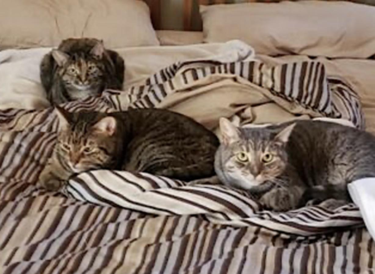 Avery, Cali and Lexi