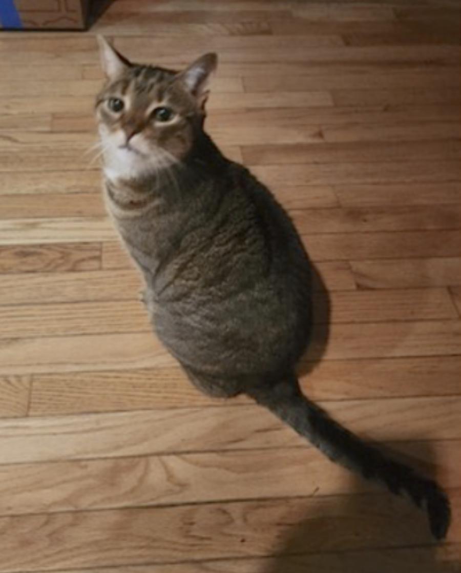 Avery, Cali and Lexi