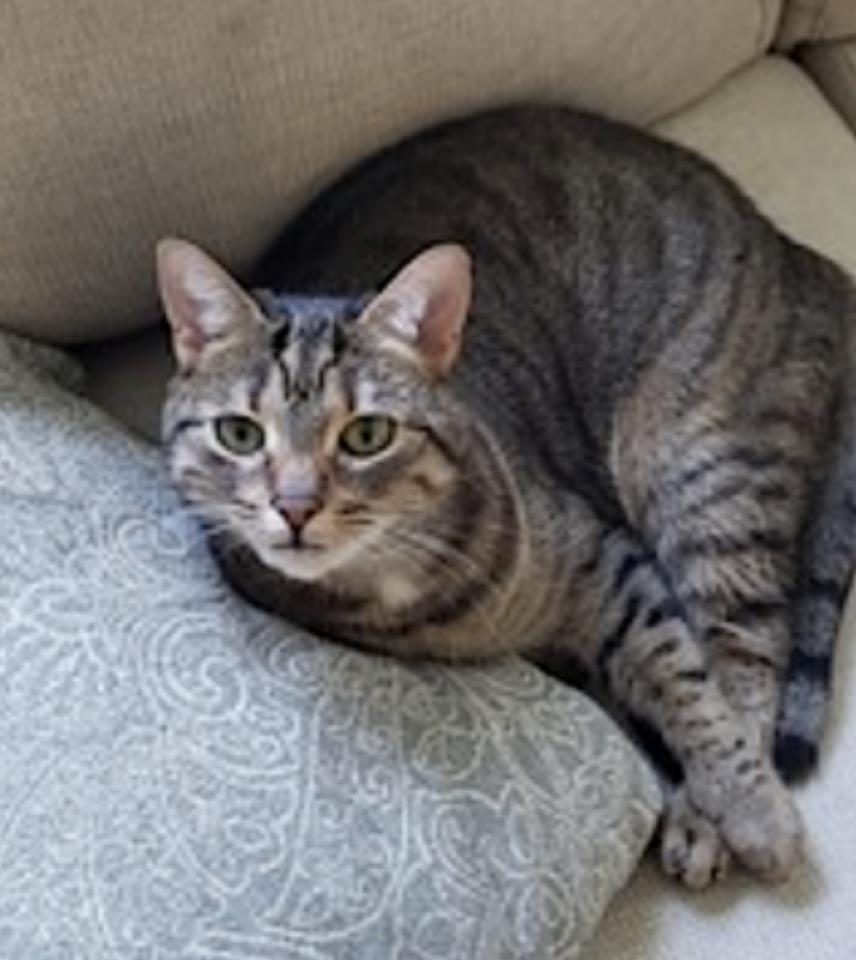 Avery, Cali and Lexi