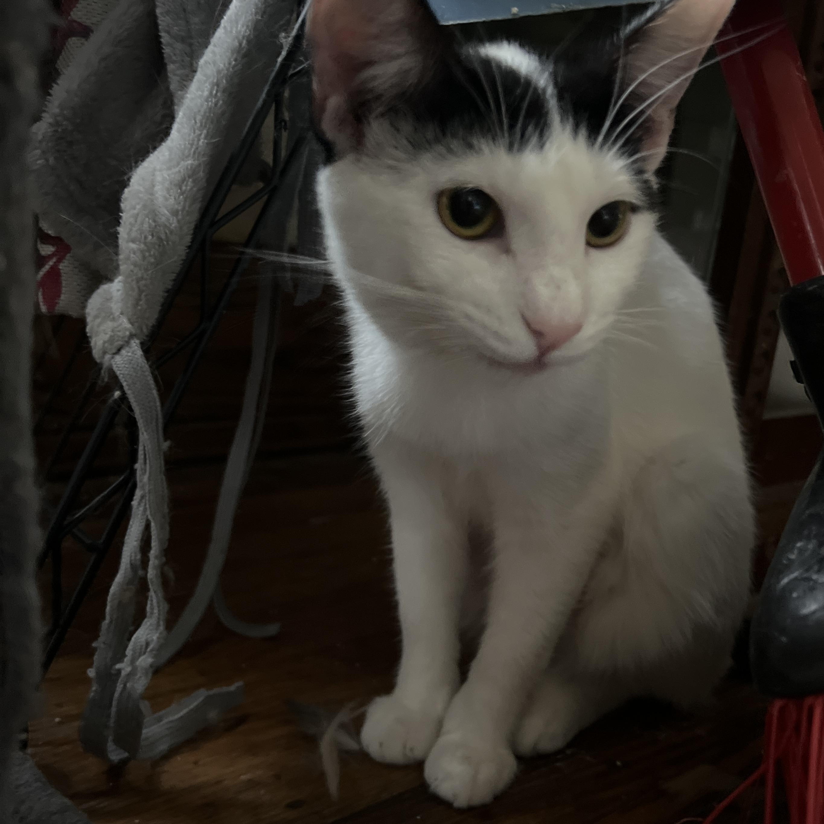 Fiona, a Adoptable mixed breed in West Milwaukee, WI image 1/4