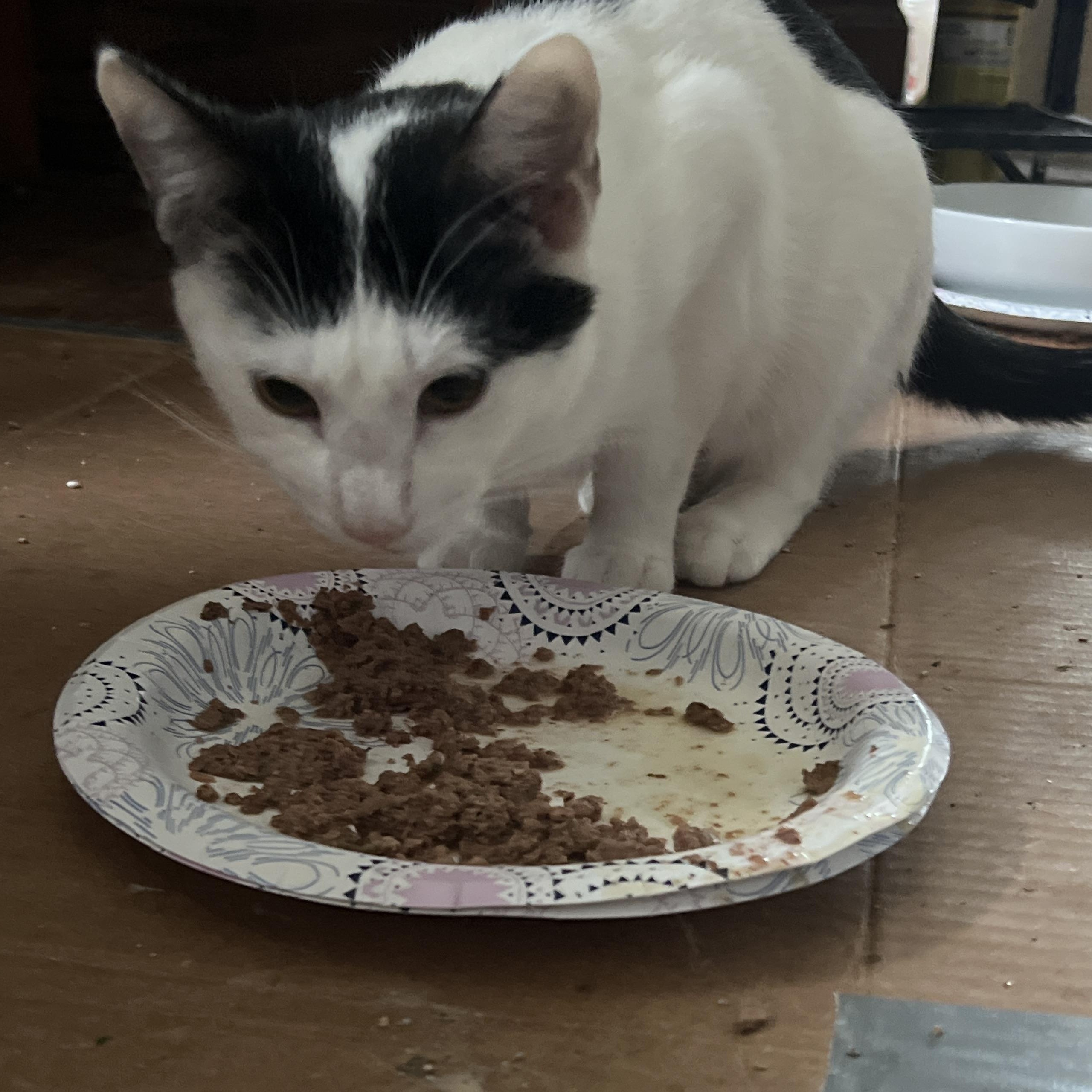 Fiona, a Adoptable mixed breed in West Milwaukee, WI image 2/4