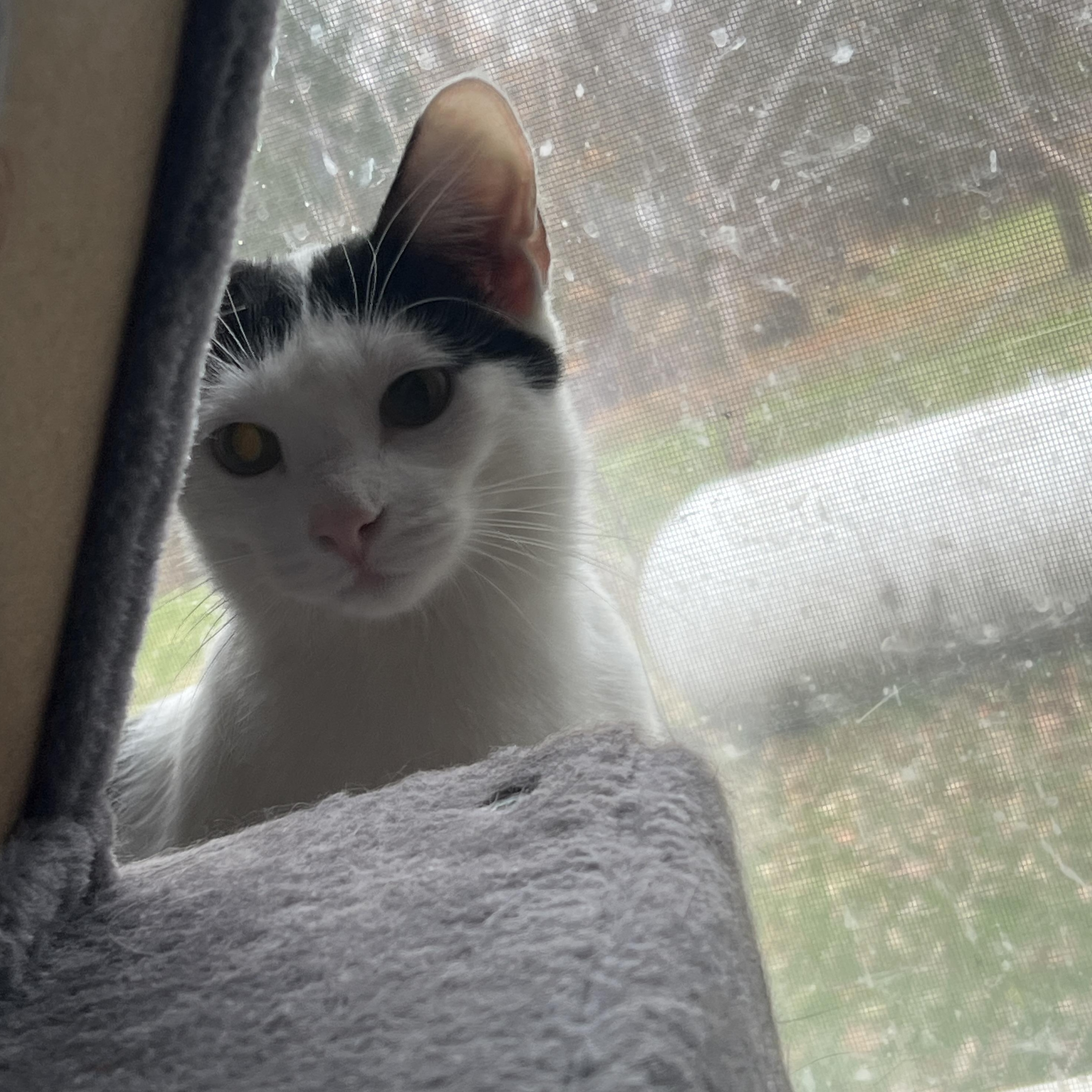 Fiona, a Adoptable mixed breed in West Milwaukee, WI image 3/4