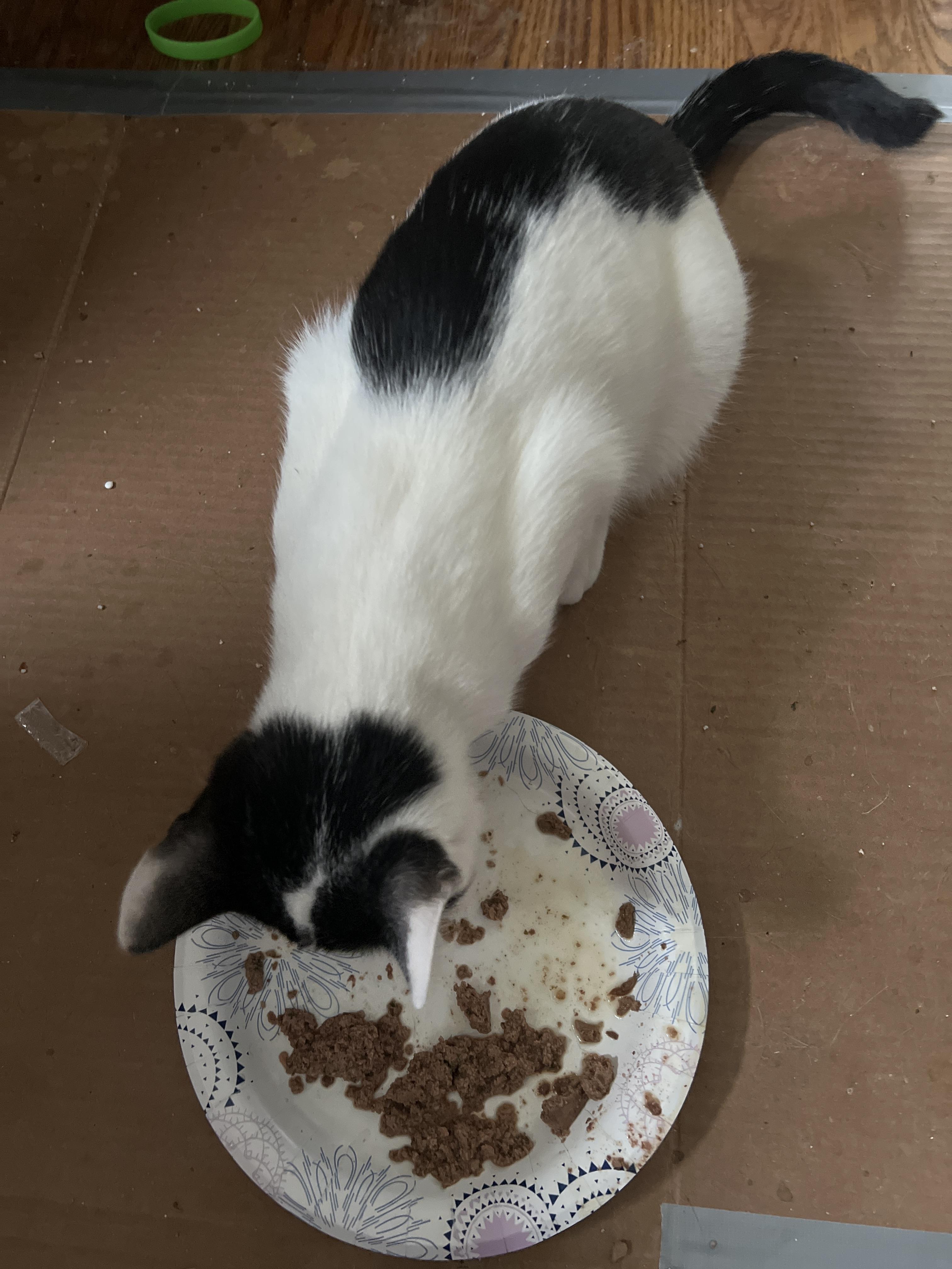 Fiona, a Adoptable mixed breed in West Milwaukee, WI image 4/4