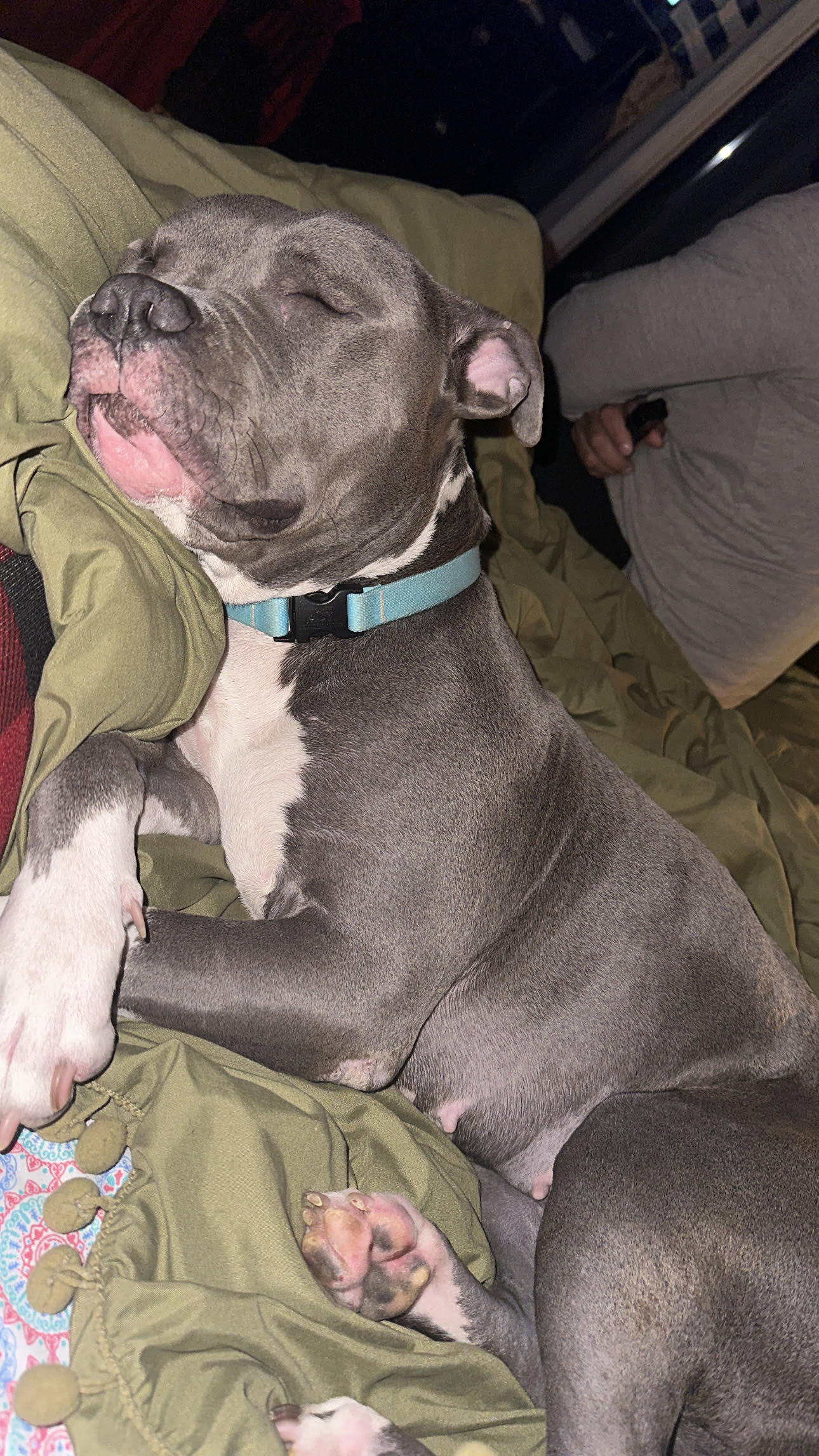 Luna Rose, a Adoptable mixed breed in Kenvil, NJ image 3/6