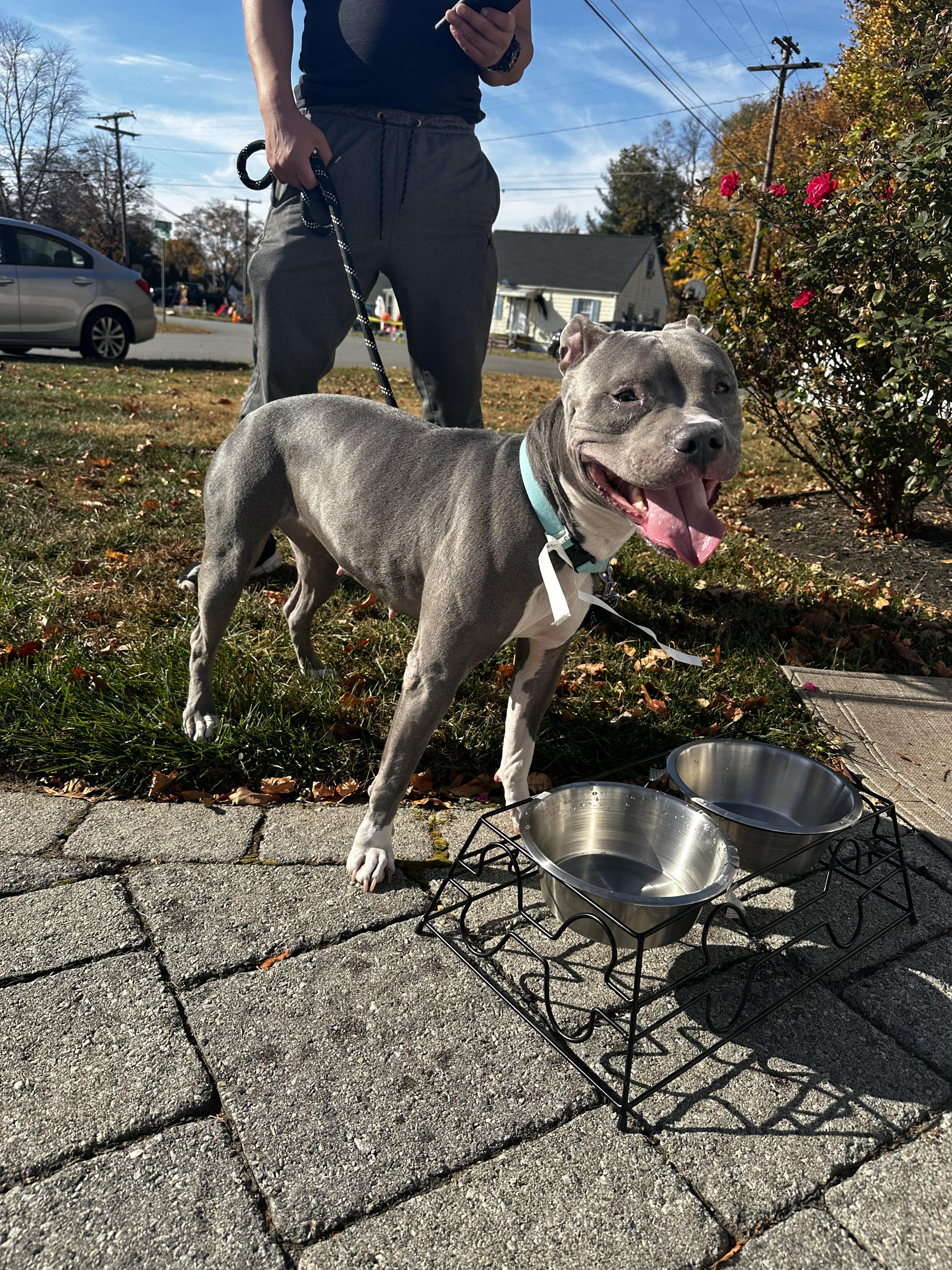 Luna Rose, a Adoptable mixed breed in Kenvil, NJ image 6/6